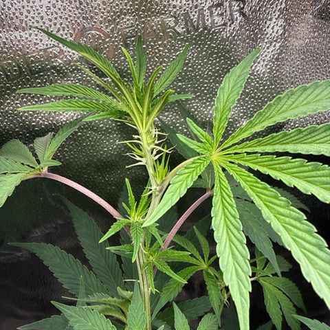 Sugar Babies Lit Farms #1 growlog timeline photo