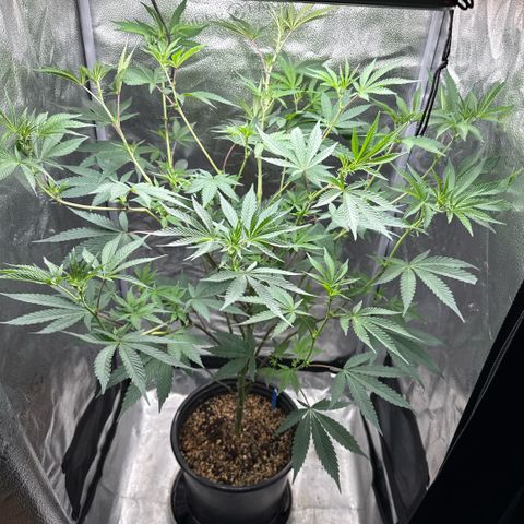 Sugar Babies Lit Farms #1 growlog timeline photo