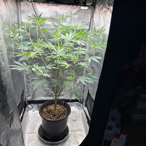 Sugar Babies Lit Farms #1 growlog timeline photo