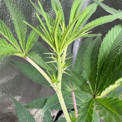 Sugar Babies Lit Farms #1 growlog timeline photo