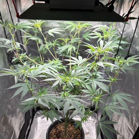 Sugar Babies Lit Farms #1 growlog timeline photo