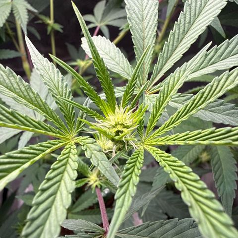 Sugar Babies Lit Farms #1 growlog timeline photo