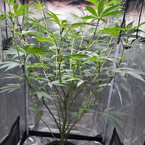 Sugar Babies Lit Farms #1 growlog timeline photo