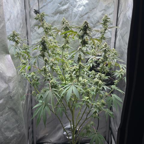 Sugar Babies Lit Farms #1 growlog timeline photo