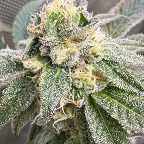 Sugar Babies Lit Farms #1 growlog timeline photo