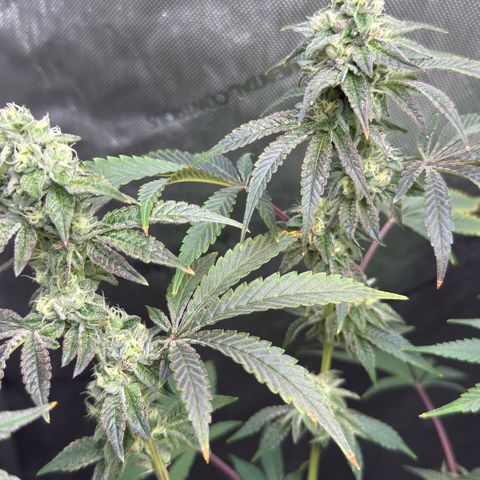 Sugar Babies Lit Farms #1 growlog timeline photo
