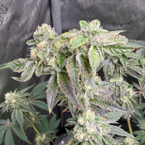 Sugar Babies Lit Farms #1 growlog timeline photo