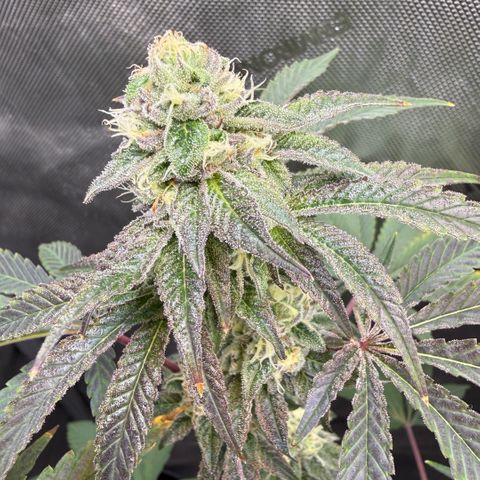 Sugar Babies Lit Farms #1 growlog timeline photo