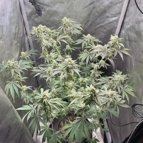 Sugar Babies Lit Farms #1 growlog timeline photo