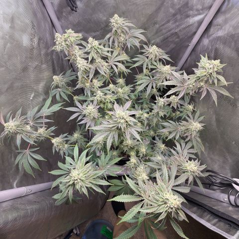 Sugar Babies Lit Farms #1 growlog timeline photo