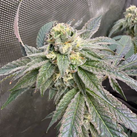 Sugar Babies Lit Farms #1 growlog timeline photo