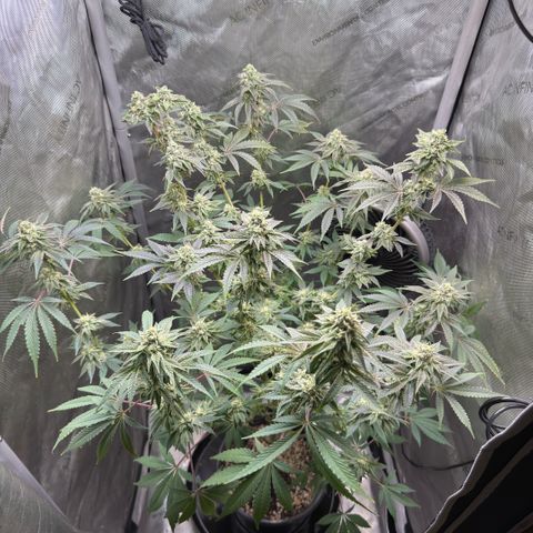 Sugar Babies Lit Farms #1 growlog timeline photo