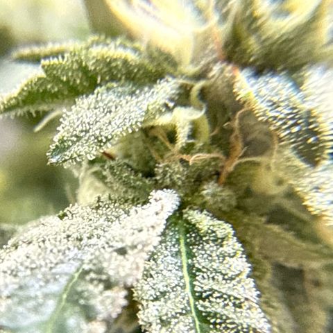 Sugar Babies Lit Farms #1 growlog timeline photo