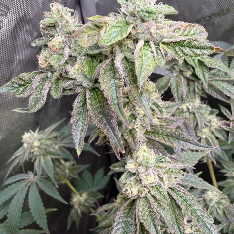 Sugar Babies Lit Farms #1 growlog timeline photo