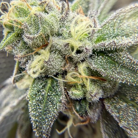 Sugar Babies Lit Farms #1 growlog timeline photo