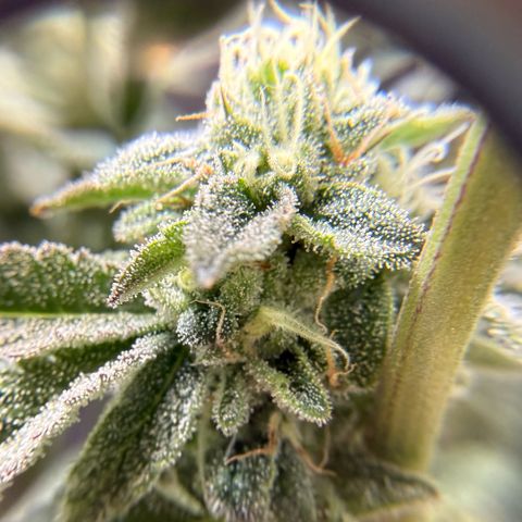 Sugar Babies Lit Farms #1 growlog timeline photo