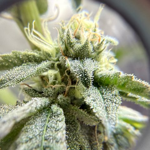 Sugar Babies Lit Farms #1 growlog timeline photo