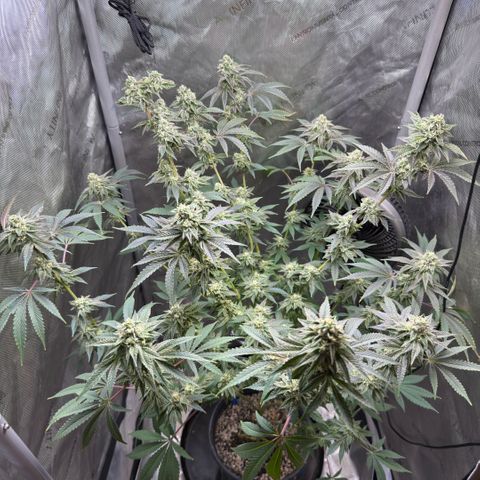 Sugar Babies Lit Farms #1 growlog timeline photo