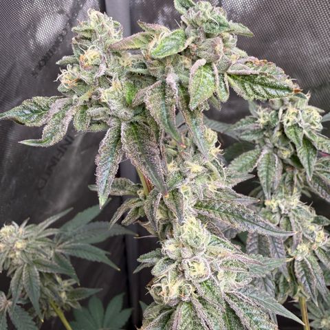 Sugar Babies Lit Farms #1 growlog timeline photo