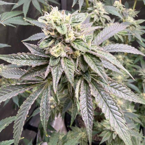 Sugar Babies Lit Farms #1 growlog timeline photo