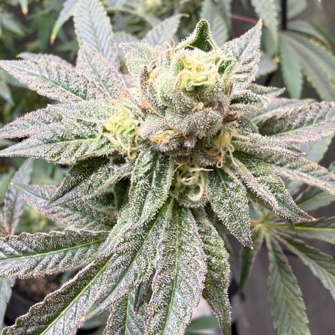 Sugar Babies Lit Farms #1 growlog timeline photo