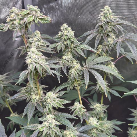 Sugar Babies Lit Farms #1 growlog timeline photo