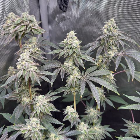 Sugar Babies Lit Farms #1 growlog timeline photo