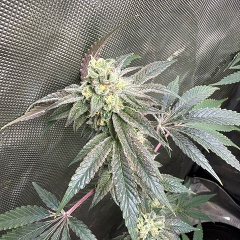 Sugar Babies Lit Farms #1 growlog timeline photo