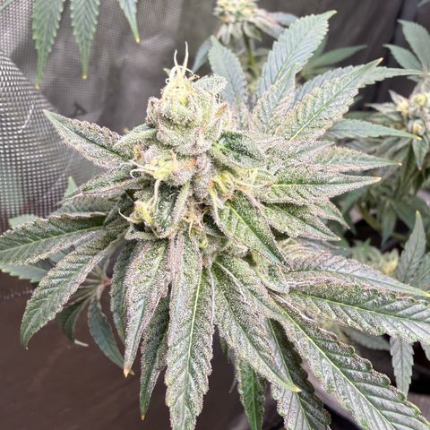 Sugar Babies Lit Farms #1 growlog timeline photo