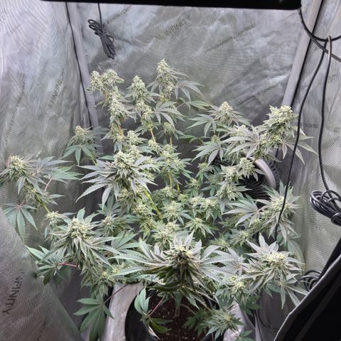 Sugar Babies Lit Farms #1 growlog timeline photo
