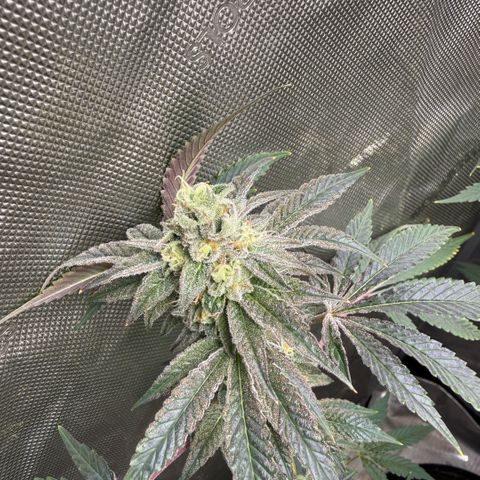 Sugar Babies Lit Farms #1 growlog timeline photo