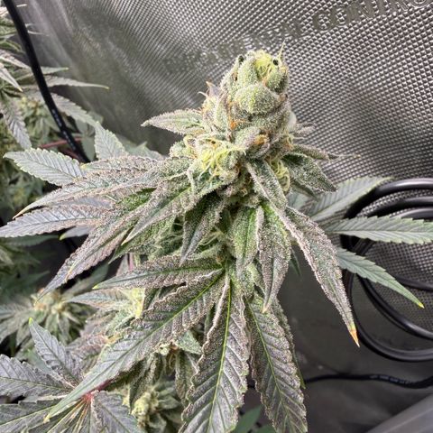 Sugar Babies Lit Farms #1 growlog timeline photo