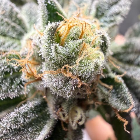 Sugar Babies Lit Farms #1 growlog timeline photo