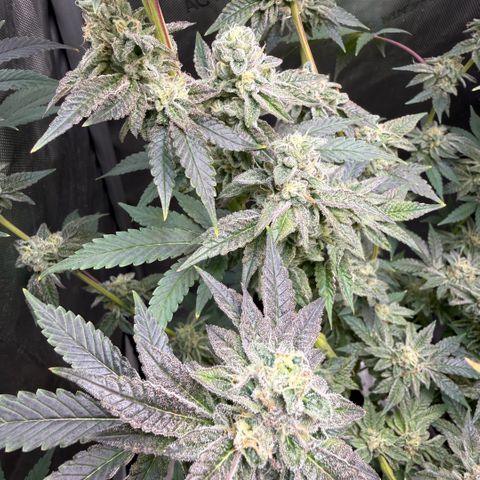 Sugar Babies Lit Farms #1 growlog timeline photo