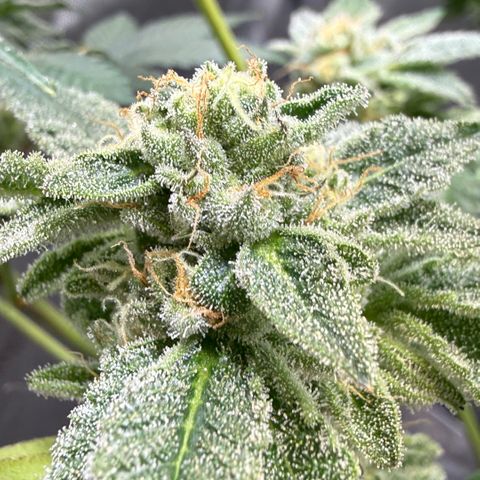 Sugar Babies Lit Farms #1 growlog timeline photo