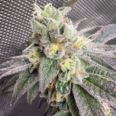 Sugar Babies Lit Farms #1 growlog timeline photo