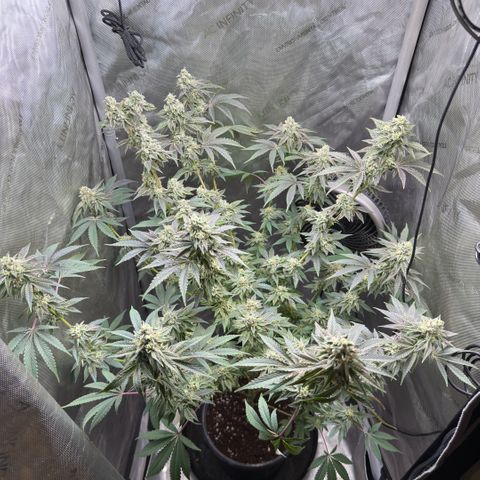 Sugar Babies Lit Farms #1 growlog timeline photo