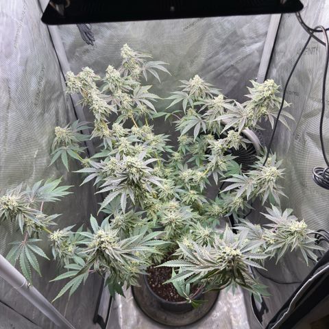 Sugar Babies Lit Farms #1 growlog timeline photo