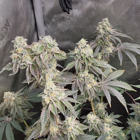 Sugar Babies Lit Farms #1 growlog timeline photo