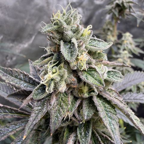 Sugar Babies Lit Farms #1 growlog timeline photo