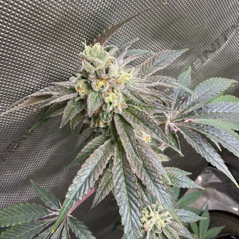 Sugar Babies Lit Farms #1 growlog timeline photo