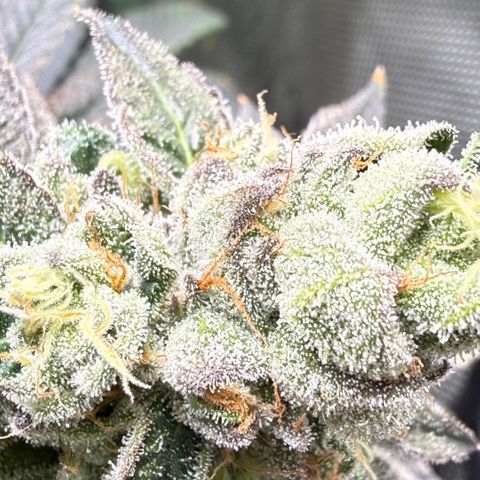Sugar Babies Lit Farms #1 growlog timeline photo