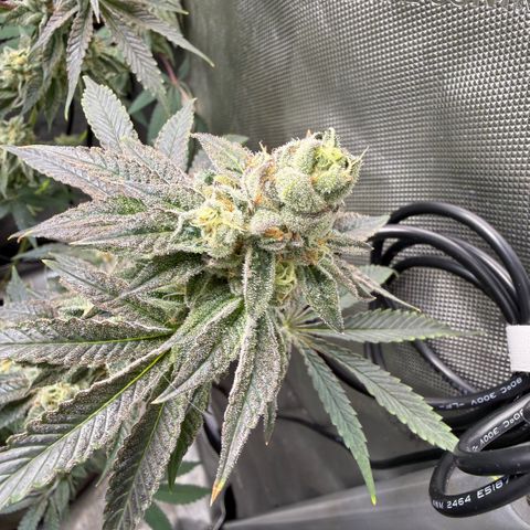 Sugar Babies Lit Farms #1 growlog timeline photo