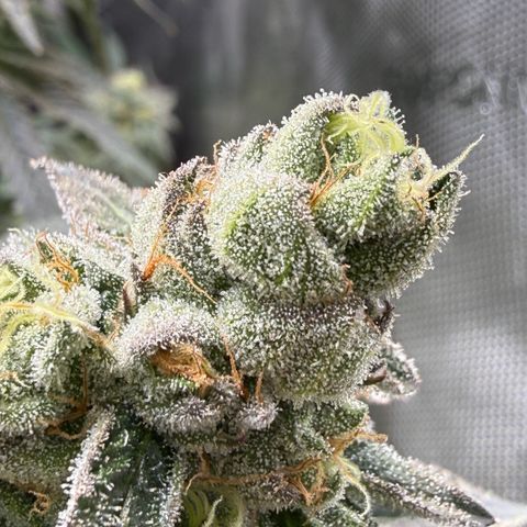 Sugar Babies Lit Farms #1 growlog timeline photo