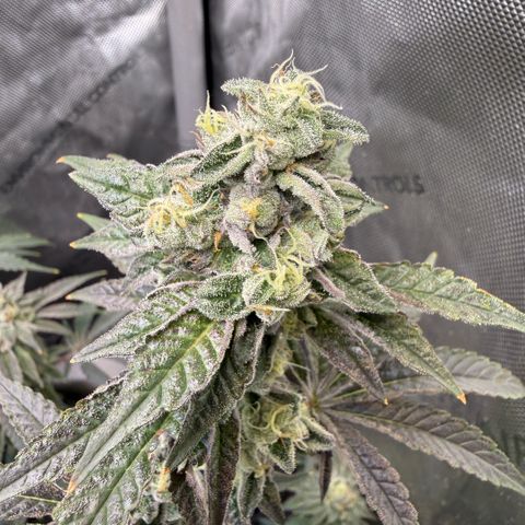 Sugar Babies Lit Farms #1 growlog timeline photo