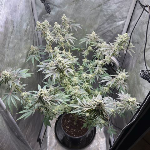 Sugar Babies Lit Farms #1 growlog timeline photo