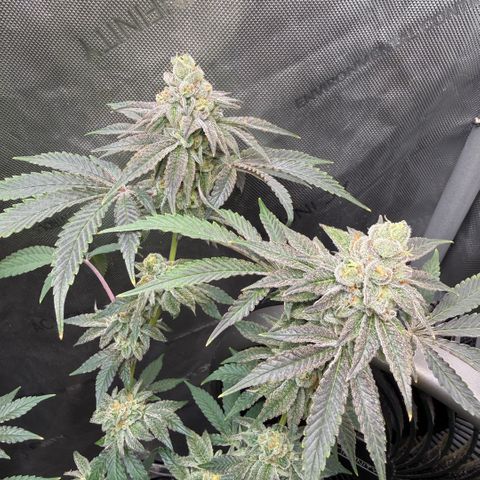 Sugar Babies Lit Farms #1 growlog timeline photo