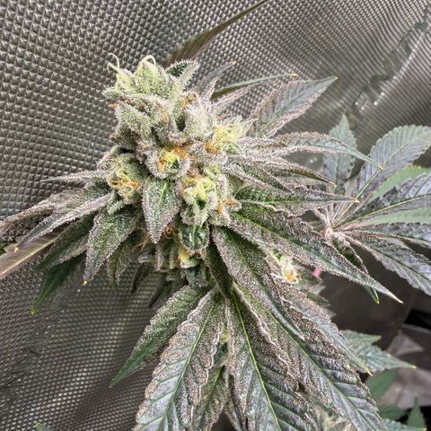Sugar Babies Lit Farms #1 growlog timeline photo