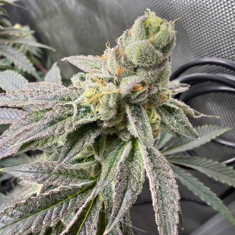 Sugar Babies Lit Farms #1 growlog timeline photo