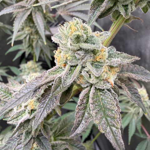 Sugar Babies Lit Farms #1 growlog timeline photo